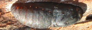 Pupae